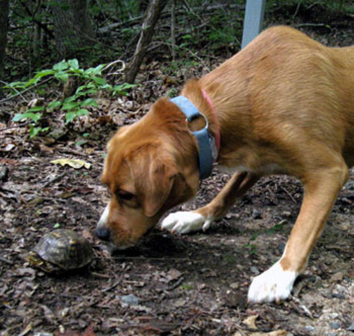 Tracking smell? Dont just follow your nose