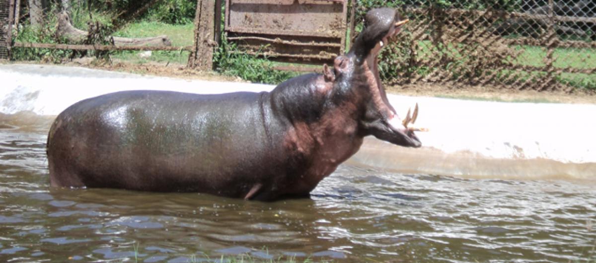 Hippopotamus dies at Nehru Zoological Park