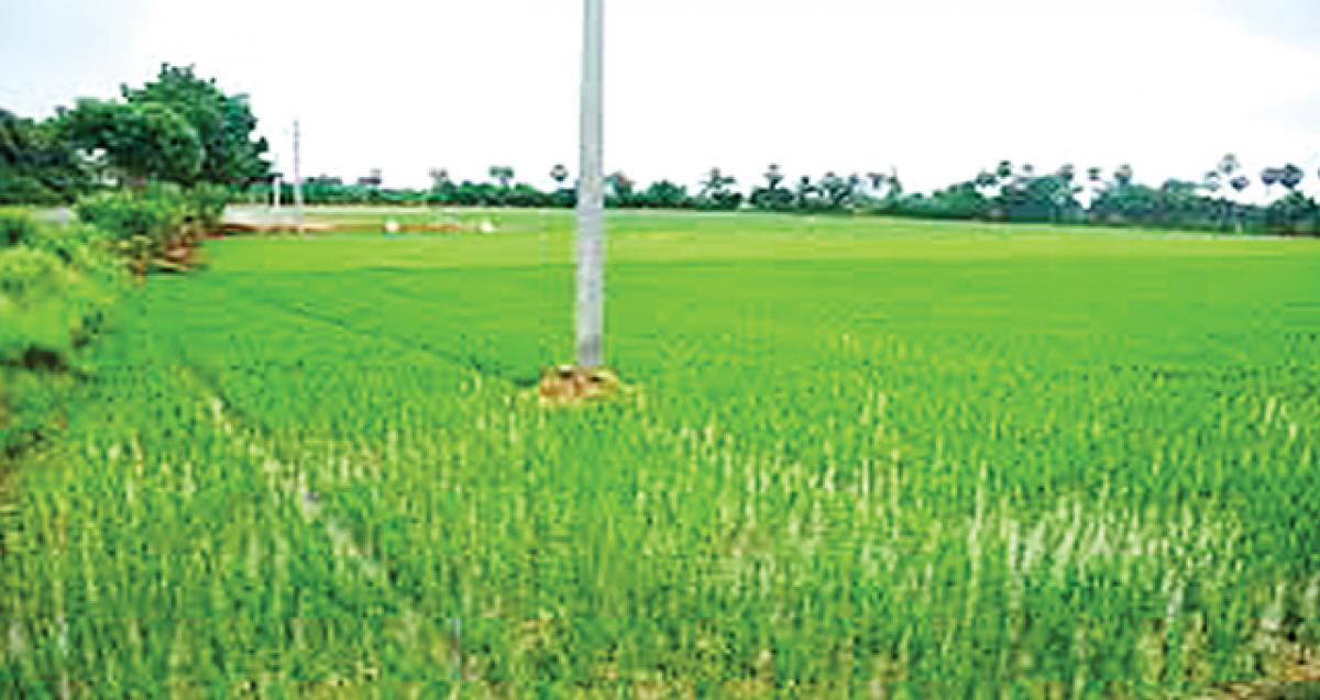 Fillip to cultivation in rabi season