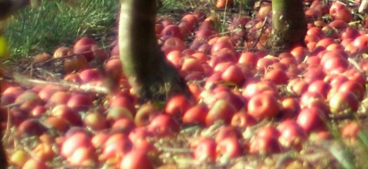 Himachal growers celebrate 100 years of growing apples