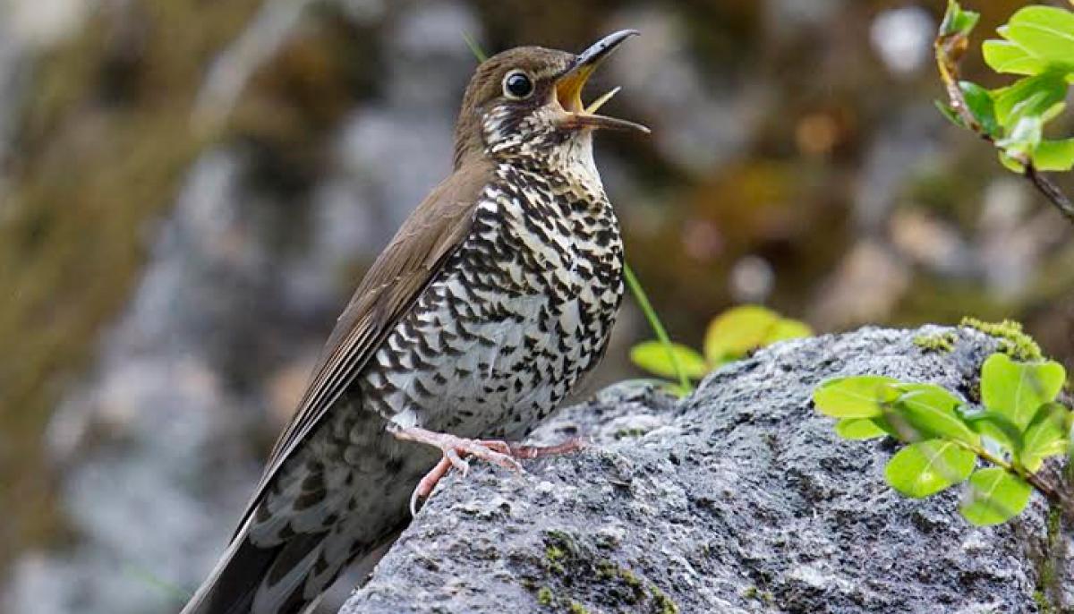 Locally common Himalayan bird identified as new species