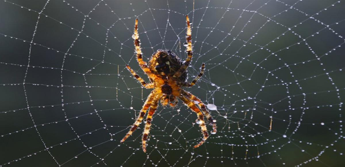 Are spiders spreading their web to trap veg meals too?