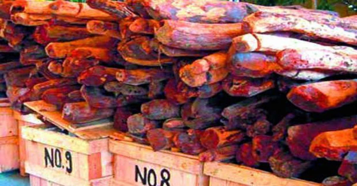 Two red sanders smugglers held