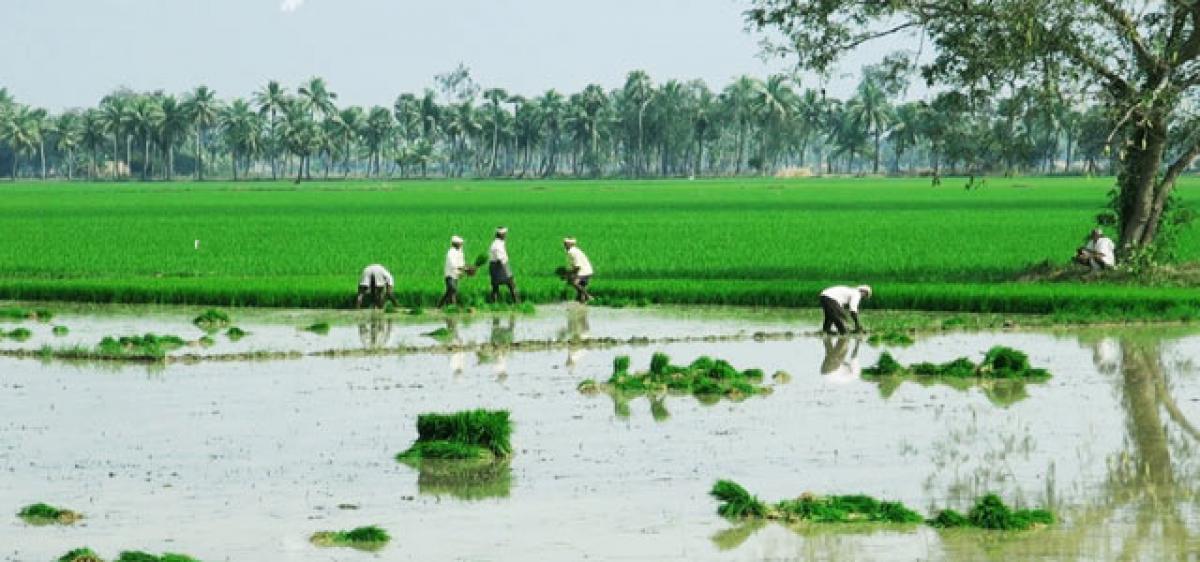 Sluggish growth nails Government  rosy picture on agriculture progress