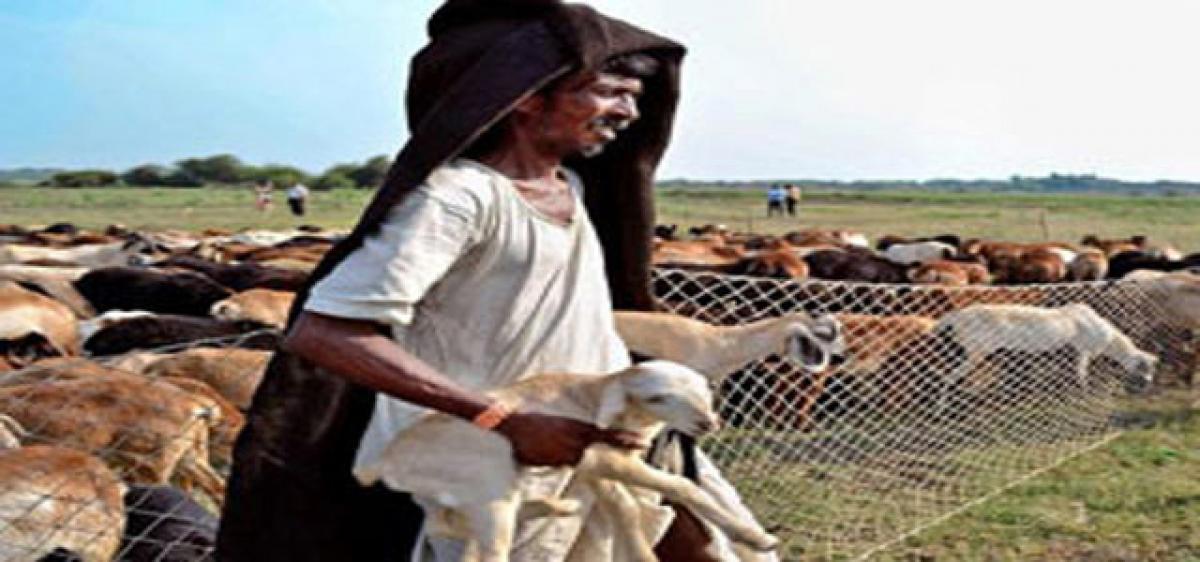 23 beneficiaries selected for Sheep Scheme in Nagaram village