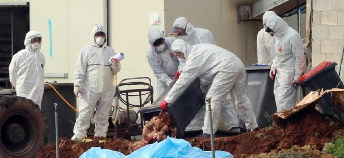 South Korea to raise bird flu alert to maximum from June 6