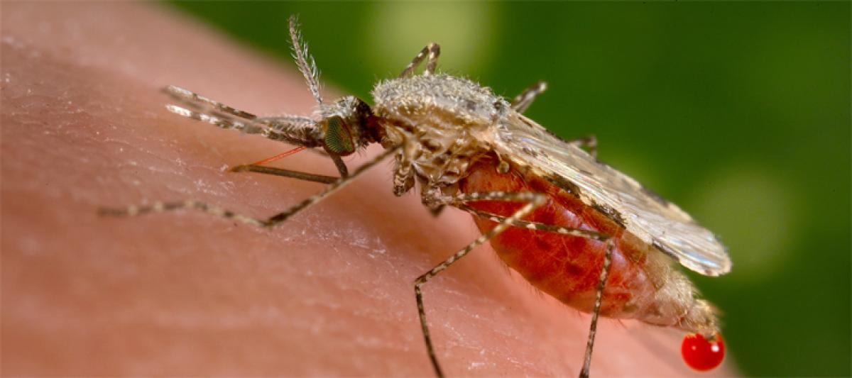 Changes in house environment can prevent malaria
