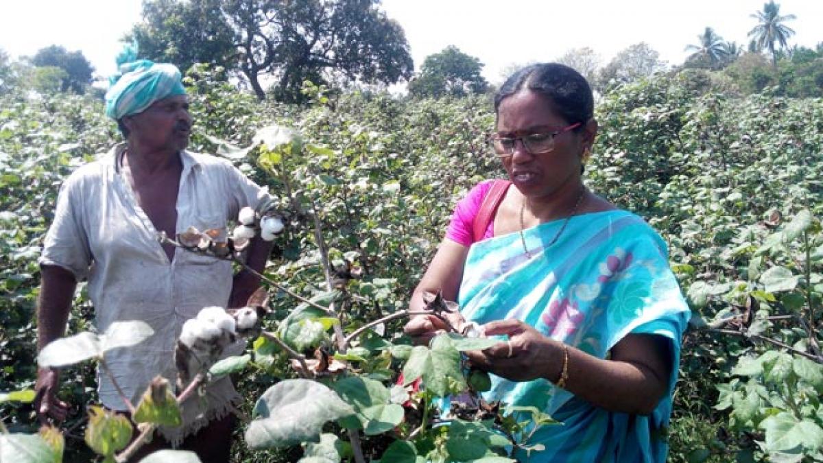 Farmers opting for vegetables, pulses