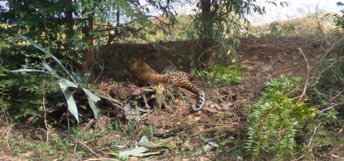 Leopard falls into snare loop