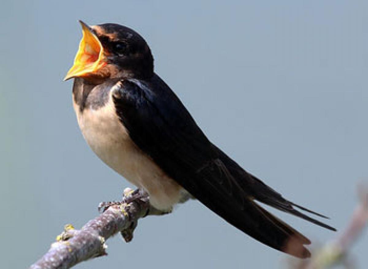 Songbirds sing like humans: Study