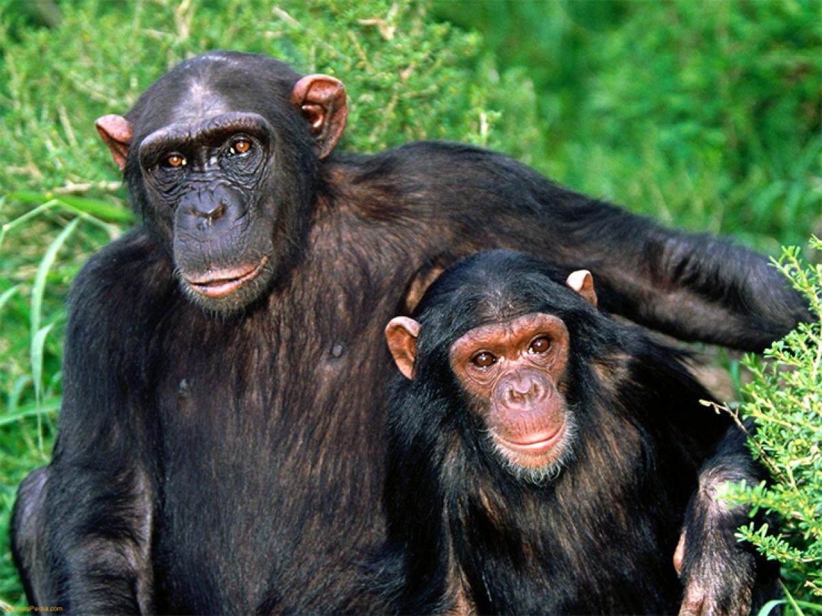 Chimps know when they are right