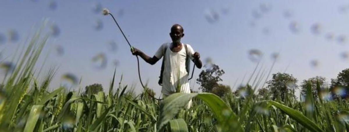 Fake pesticides in India a threat to crops, human health