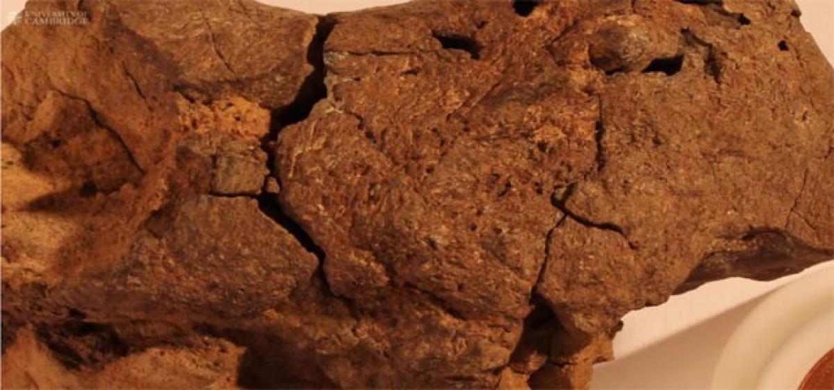 First fossilised dinosaur brain tissue identified