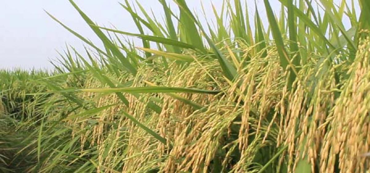 Bhupalpally stands 2nd in paddy production