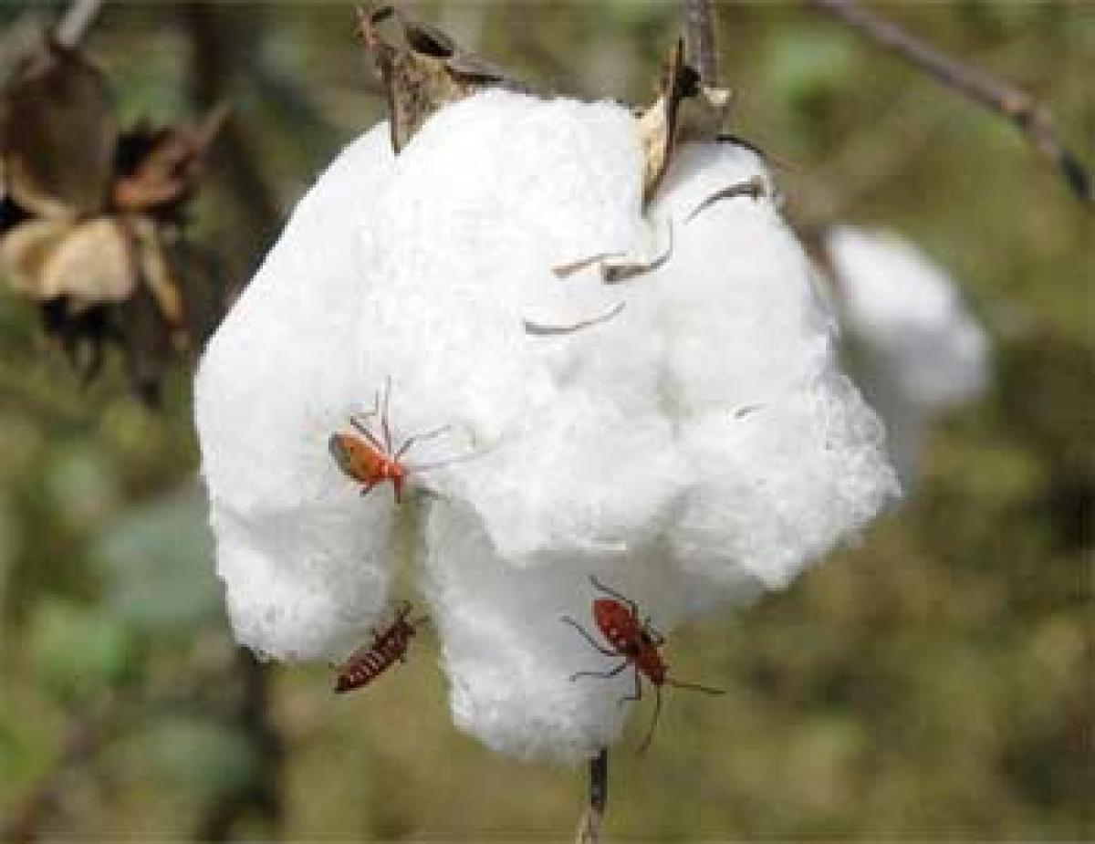 Pest blights Indias GM cotton crop