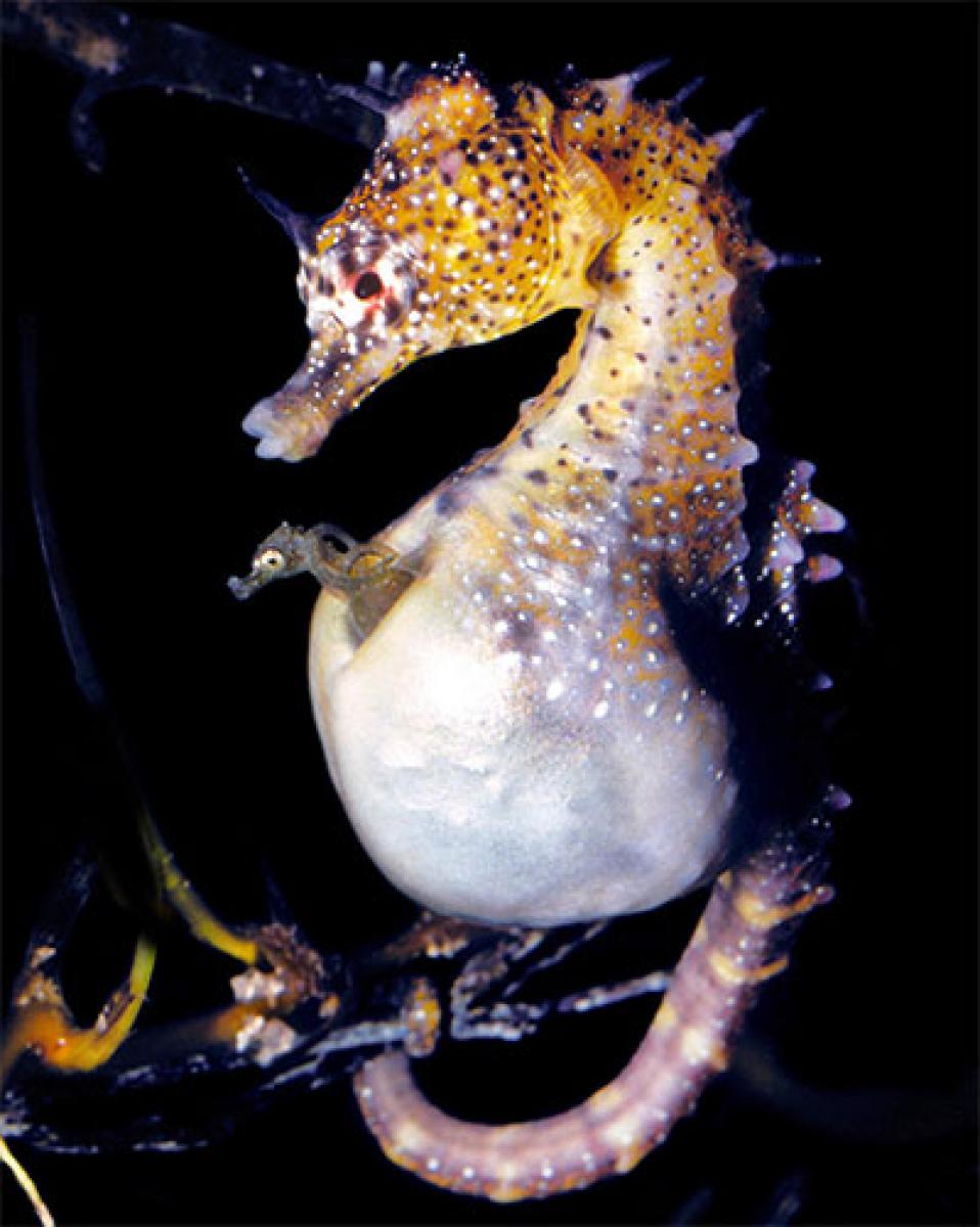 Male seahorse nourishes baby like human mom