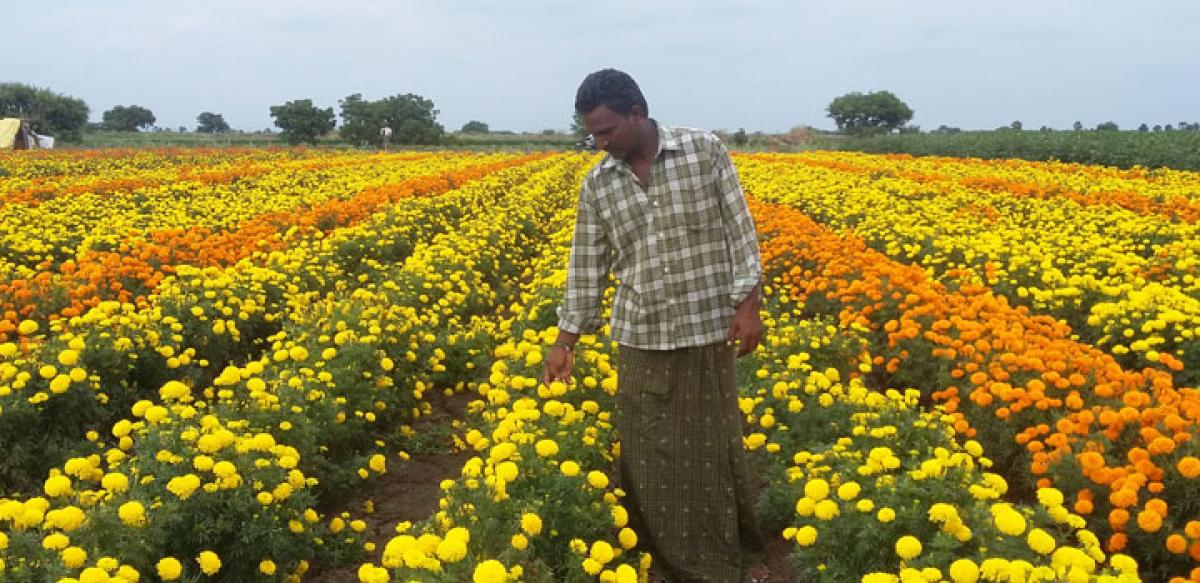 Marigold bloom raises hopes  of drought-affected farmers