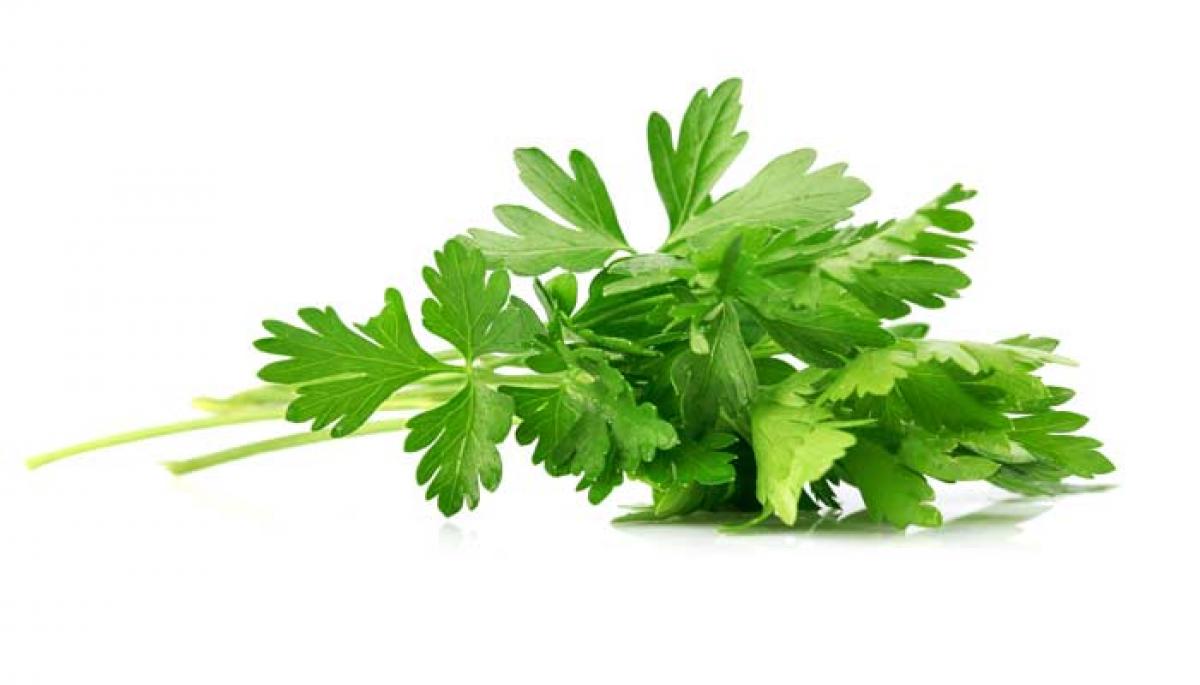 Parsley can cut breast cancer risk