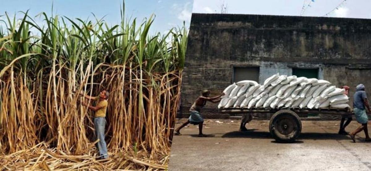 Indias industry body cuts 2016/17 sugar output forecast by 5 percent