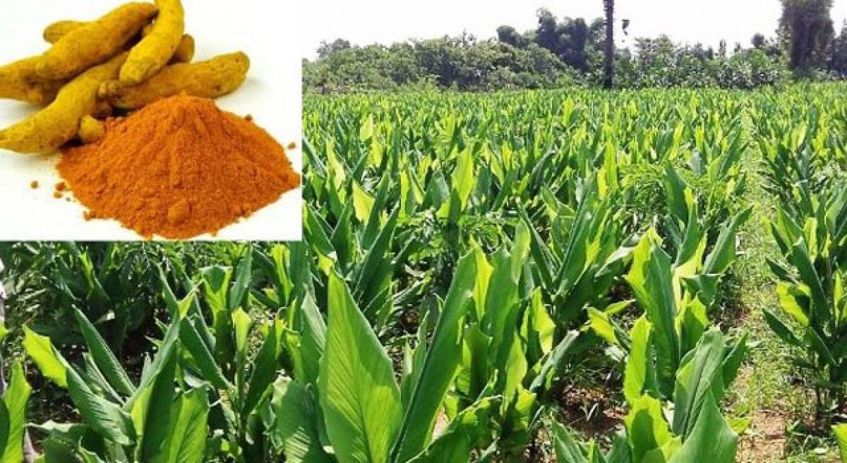 Telangana State needs R&D centre for chilli, turmeric; not any board or park