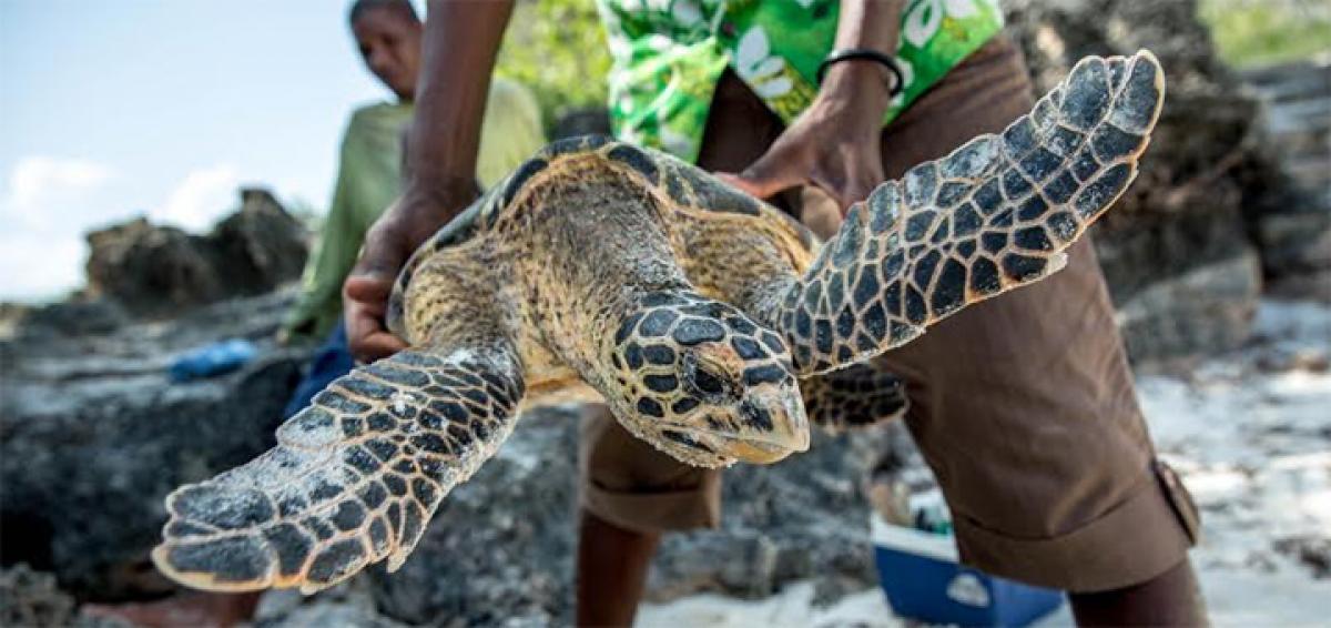 Two world firsts for wildlife lovers in Kenya