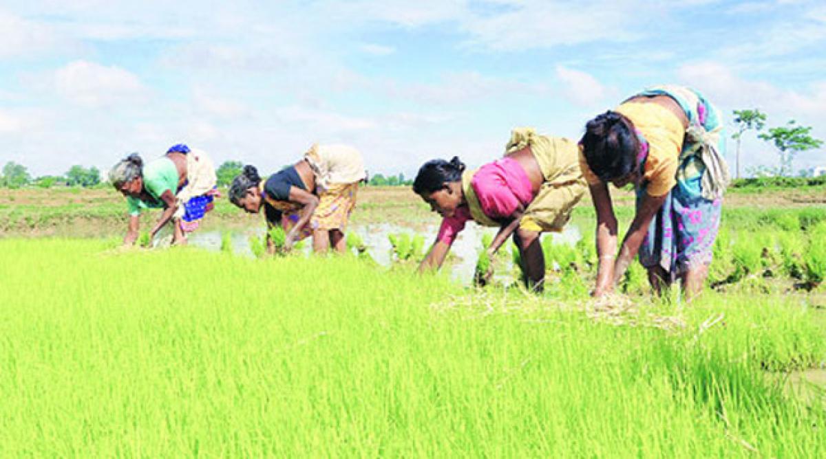 Agriculture Mainstay in Bangaru Telangana