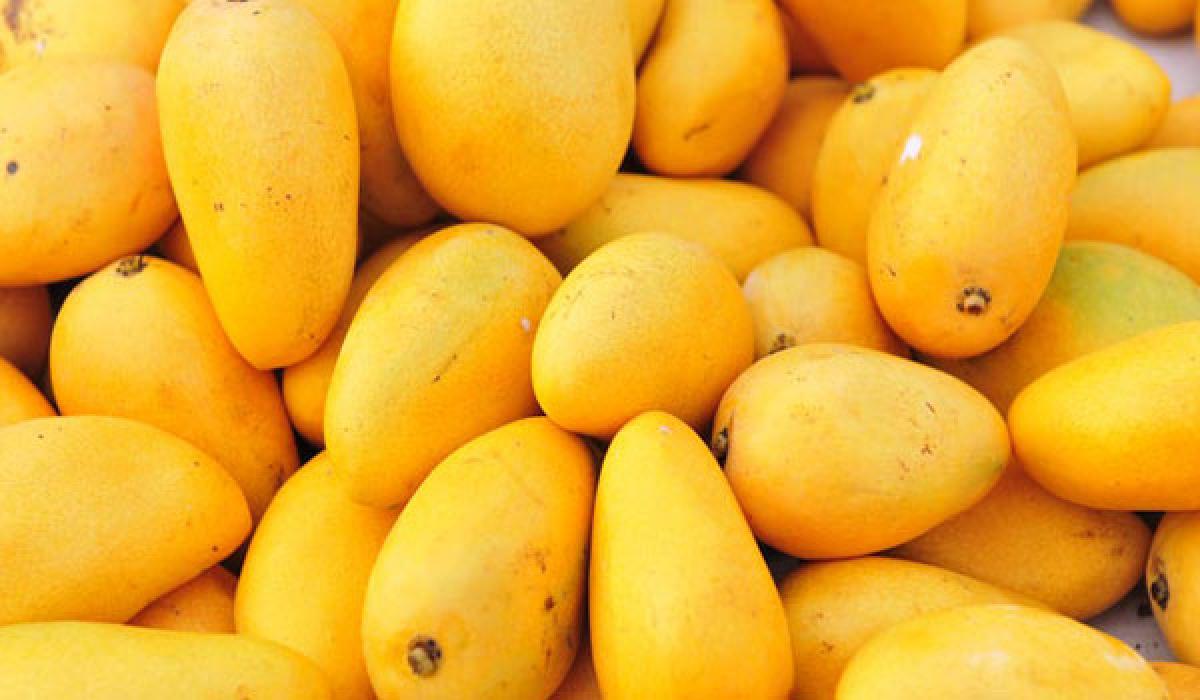 Telangana mangoes, a huge hit in national capital