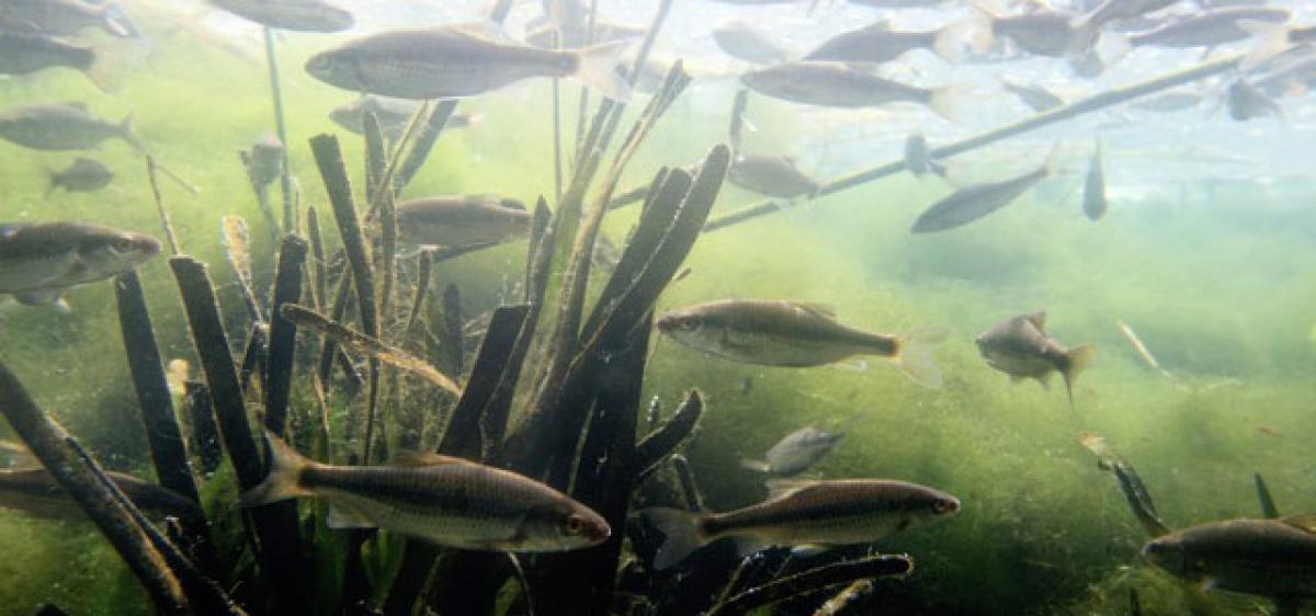 DNA test on river waters reveals fish diversity