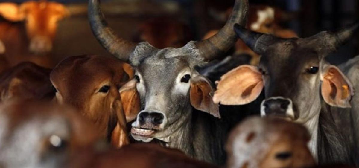 12k Jharkhand cows get Aadhaar-like UID