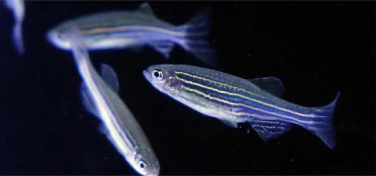 Zebrafish may give curative solutions