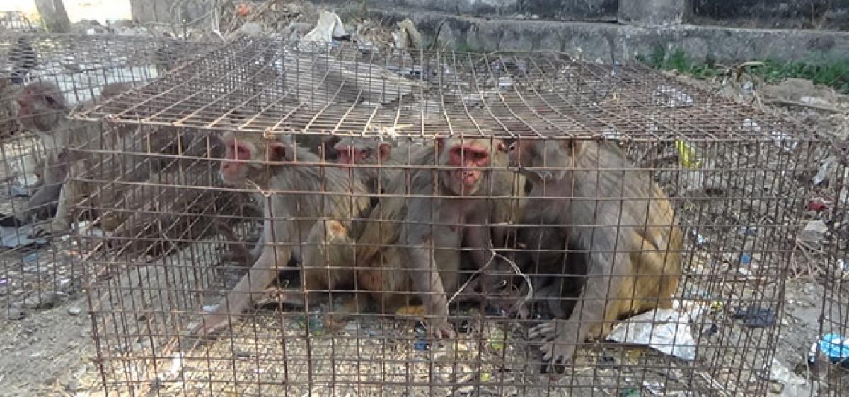 Monkey menace in Lingampet mandal