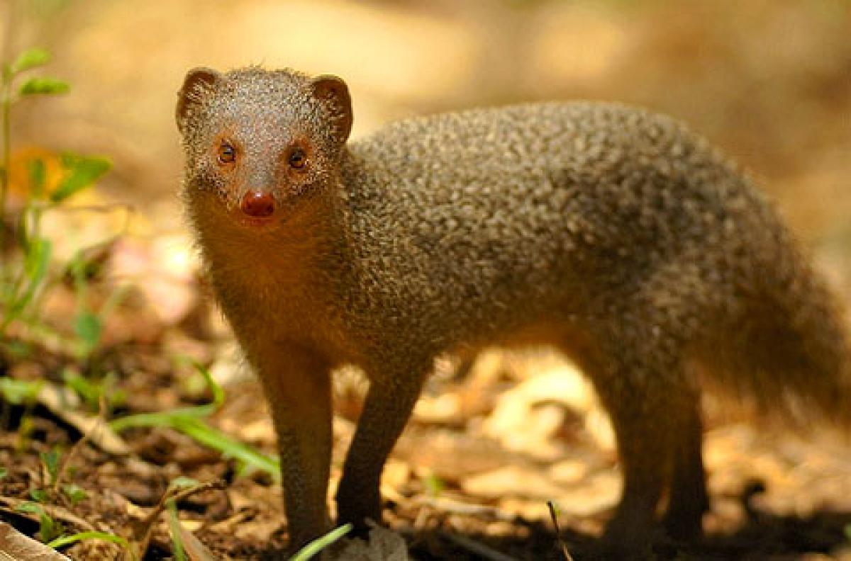 Mongoose and Rat – The Right and Wrong Sides of HR