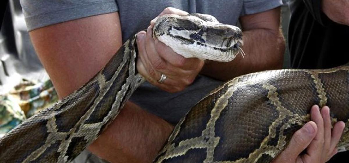 Python rescued from well by wildlife activists