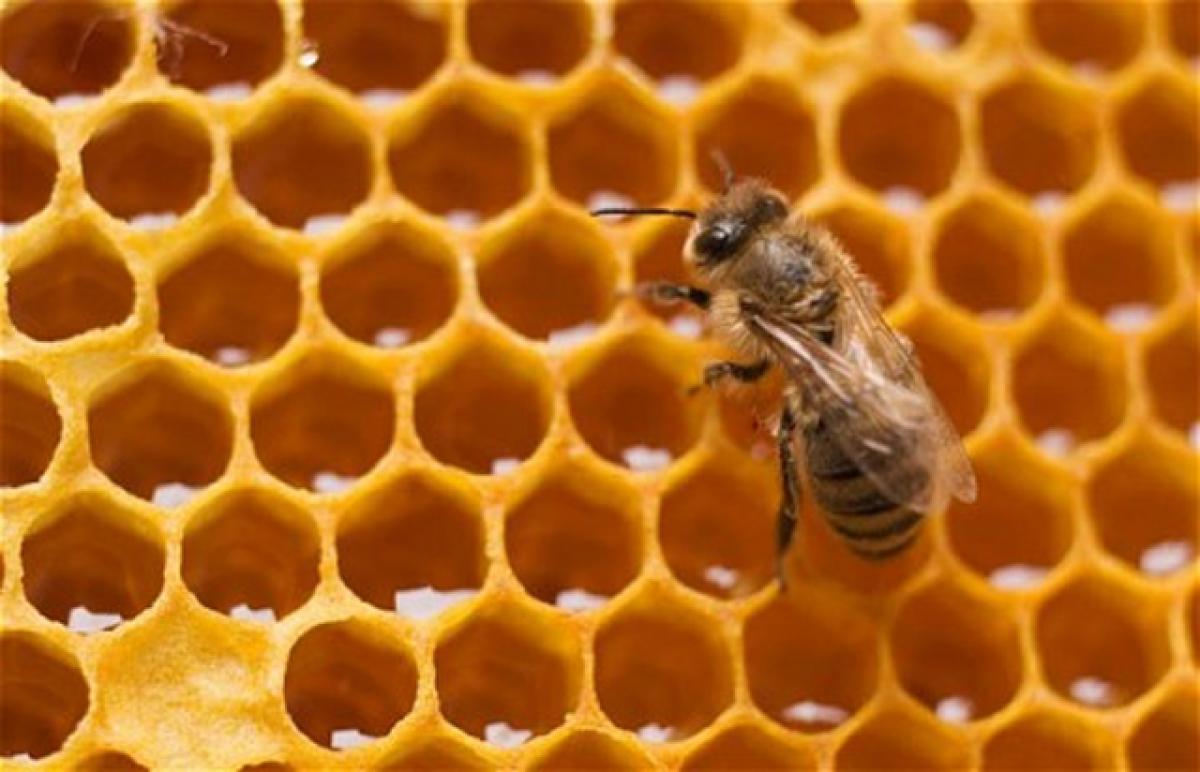 Who builds the bee hive and who brings honey? Corporate leadership message