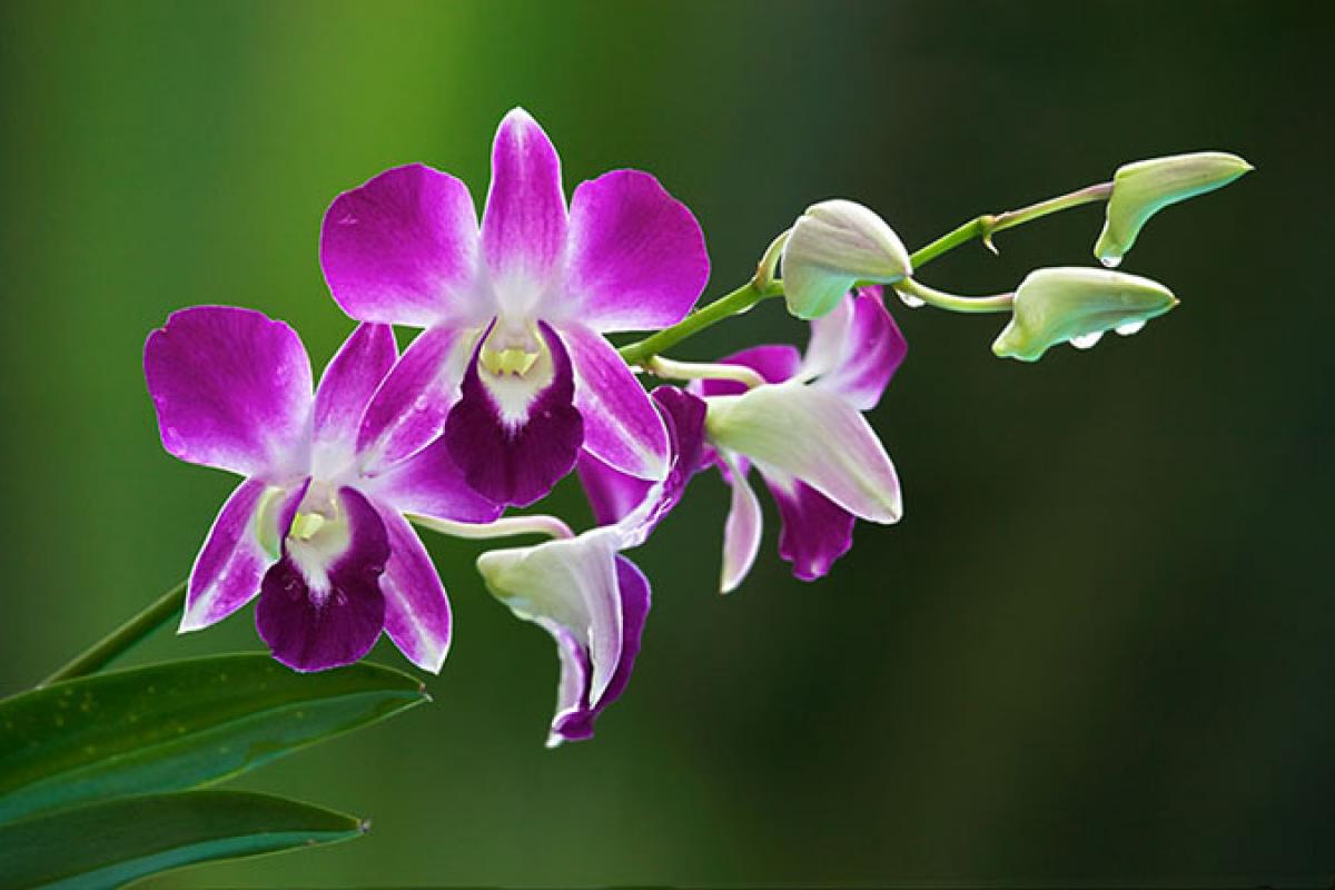 When pleasure prevails, wisdom disappears – HR message from Orchid ...