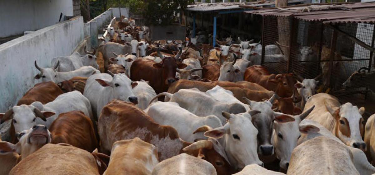 Drought drives cattle to Bangla slaughterhouses