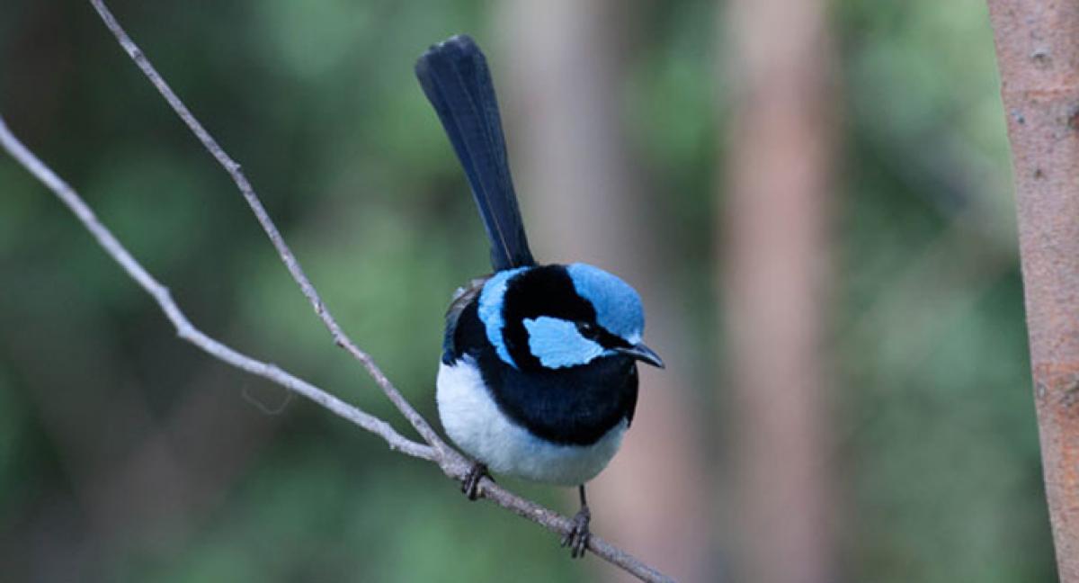 The ‘hero’ of corporate communication – Male fairy wren  bird