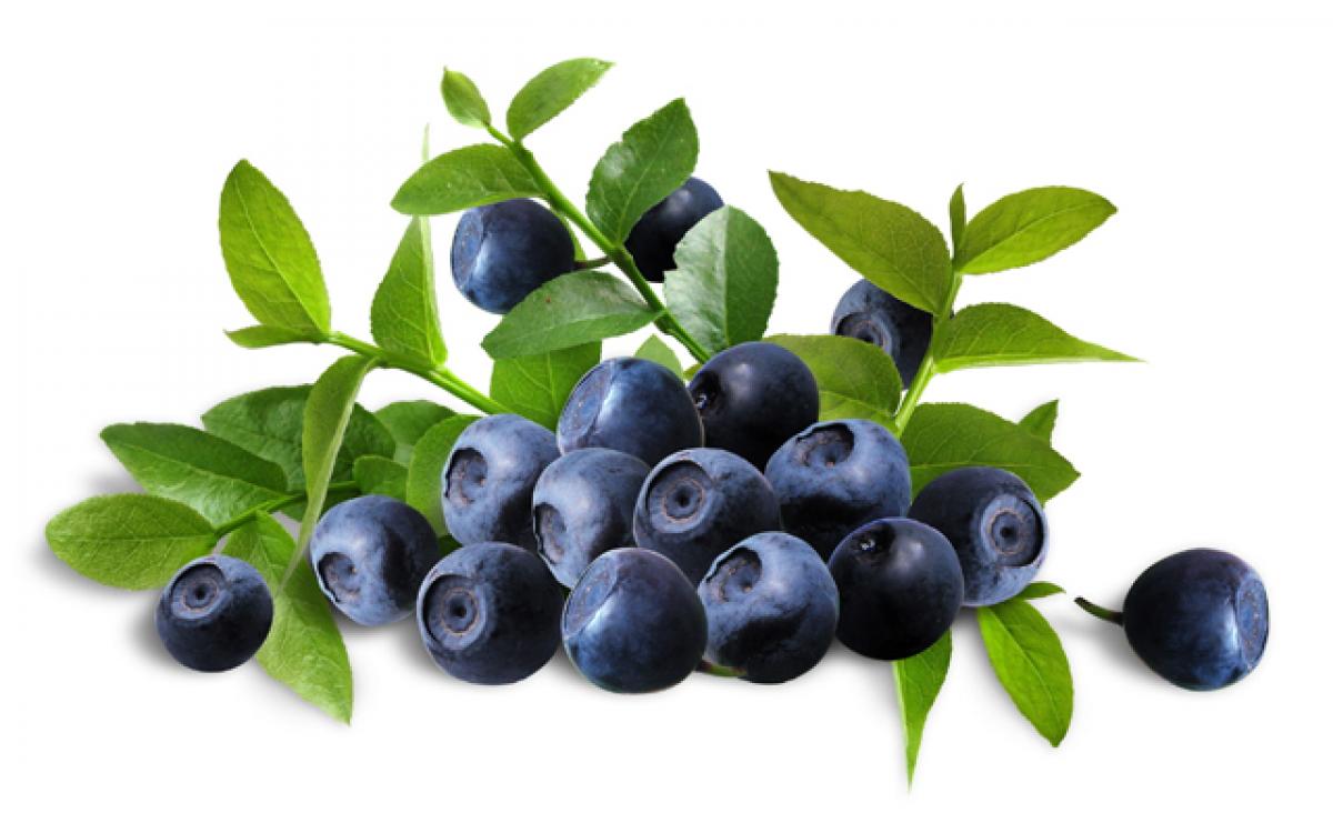 Blueberry extract could treat gum infection