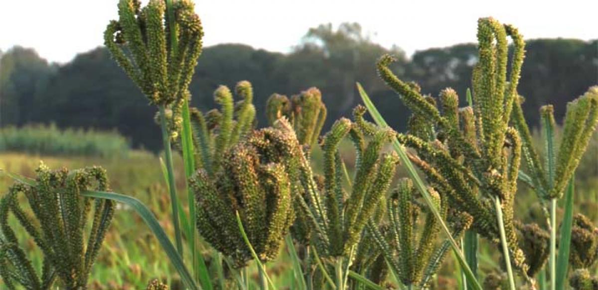 Finger millet now ICRISAT’s mandate crop