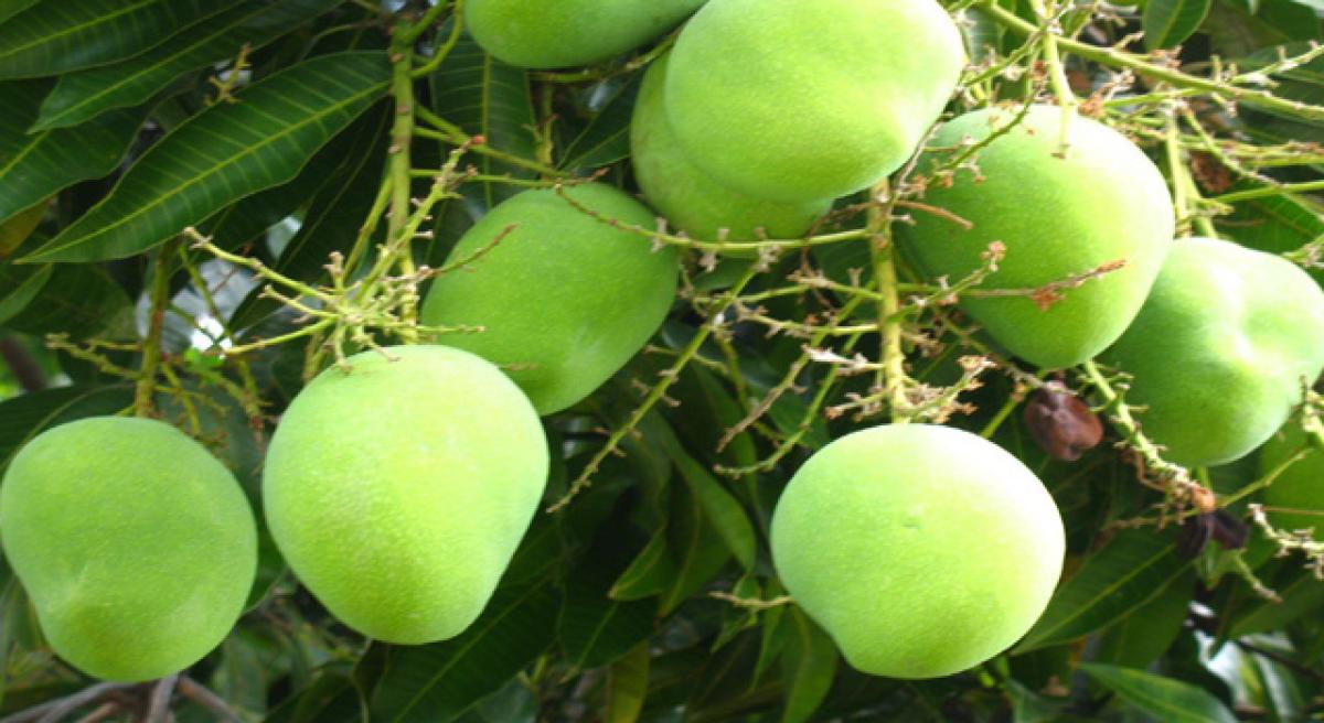 Mangoes may go out  of reach for aam aadmi  this year