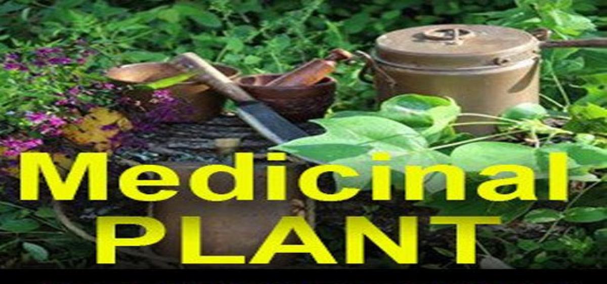 Seminar on medicinal plants