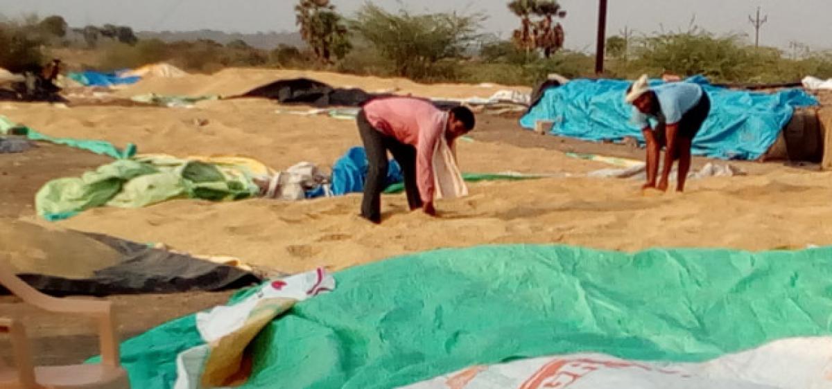 Telangana Paddy farmers feel chilli heat