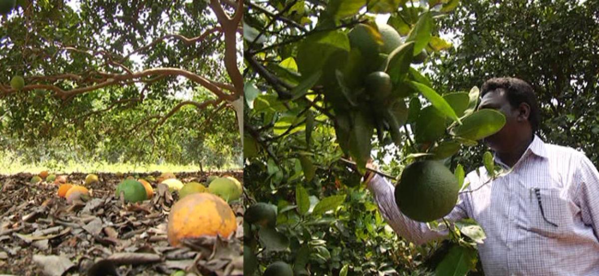 Sweet lime cultivation: Farmers squeezed dry by middlemen