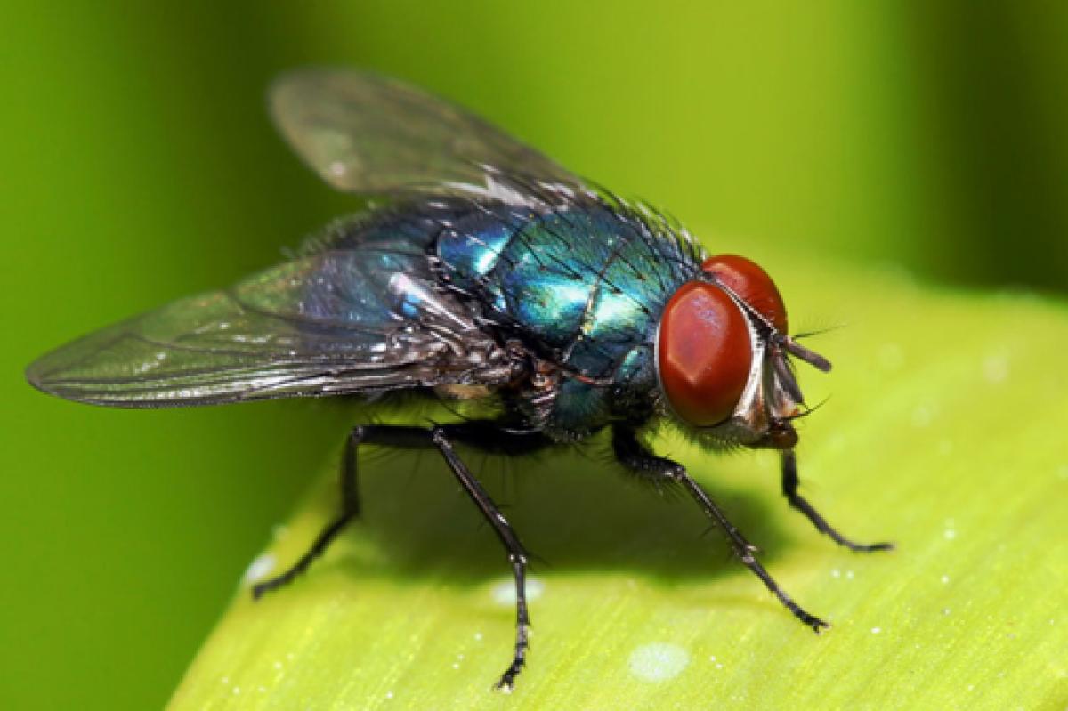 Identify Housefly leaders in your corporate