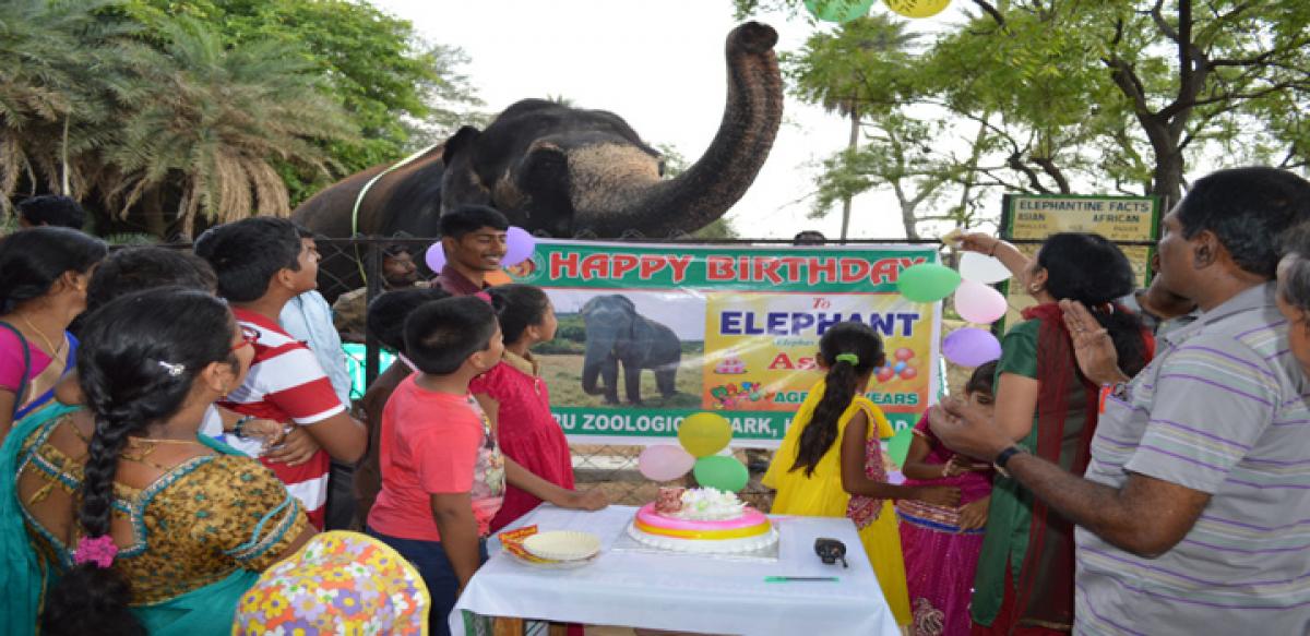 Elephant Asha turns 44