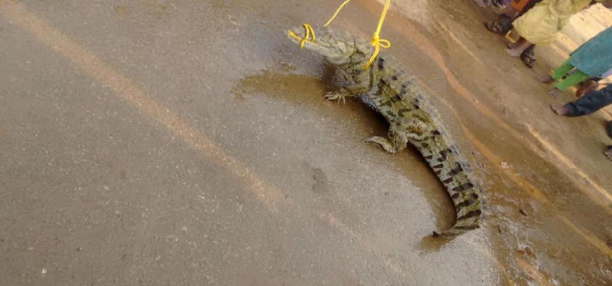 Villagers capture crocodile alive