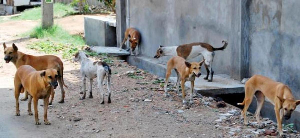 30 sheep killed by stray dogs.