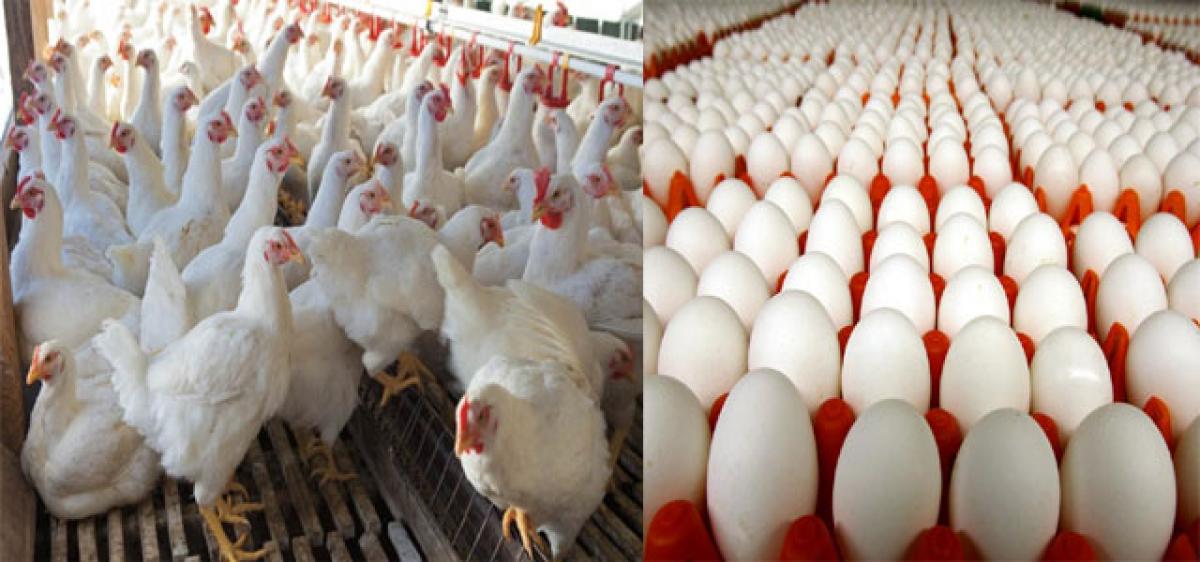 Poultry farmers badly hit by demonetisation