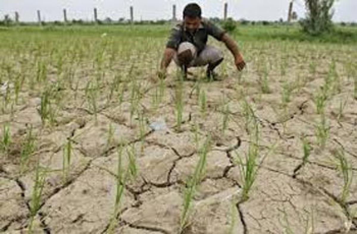 AP farmers fear crop loss due to prolonged dry spell