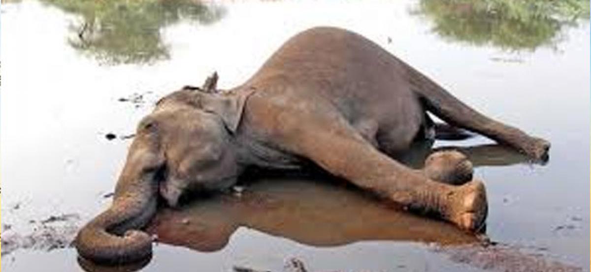 18-year-old elephant found dead